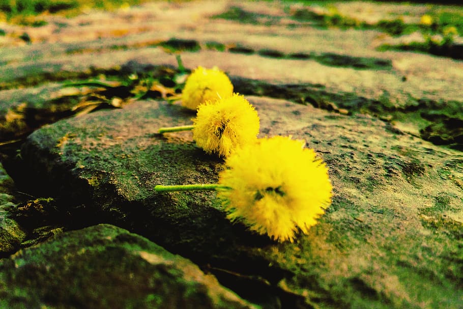 yellow, plant, flower, flowering plant, growth, selective focus HD wallpaper