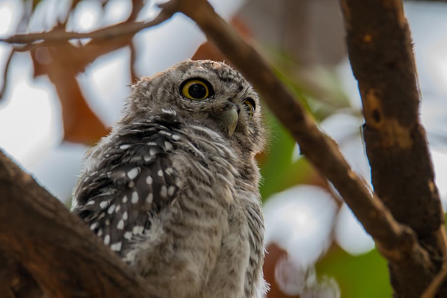 Gray and Black Owl Standing on Branch of Tree, animal, blur, close-up
