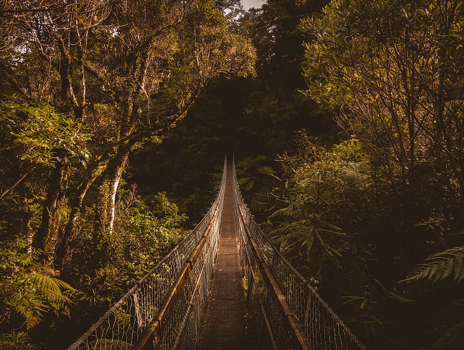 Brown Hanging Bridge Surrounded by Trees, adventure, branch, daylight HD wallpaper