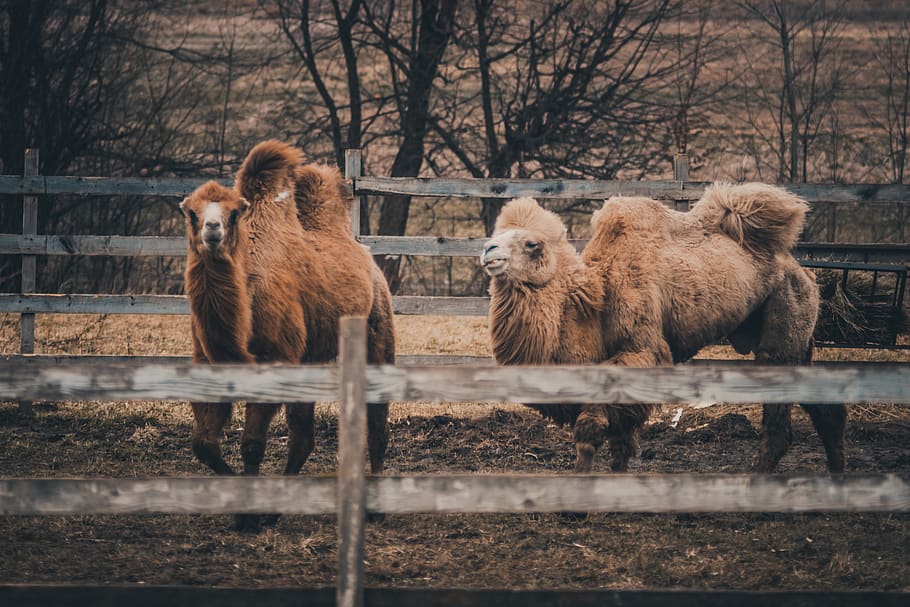 two brown camels, sheep, mammal, animal, lion, wildlife, bear HD wallpaper