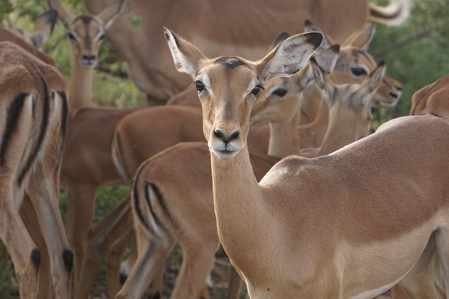 brown gazelle, antelope, wildlife, mammal, animal, impala, cow HD wallpaper