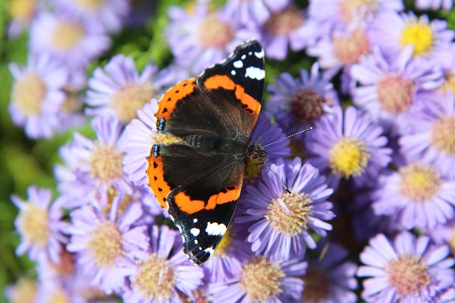 butterfly, butterfly red admiral, vulcan, lepidoptera, insect, HD wallpaper