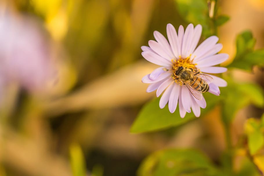 bee, pollination, flower, pollen, macro, nature, honey bee HD wallpaper
