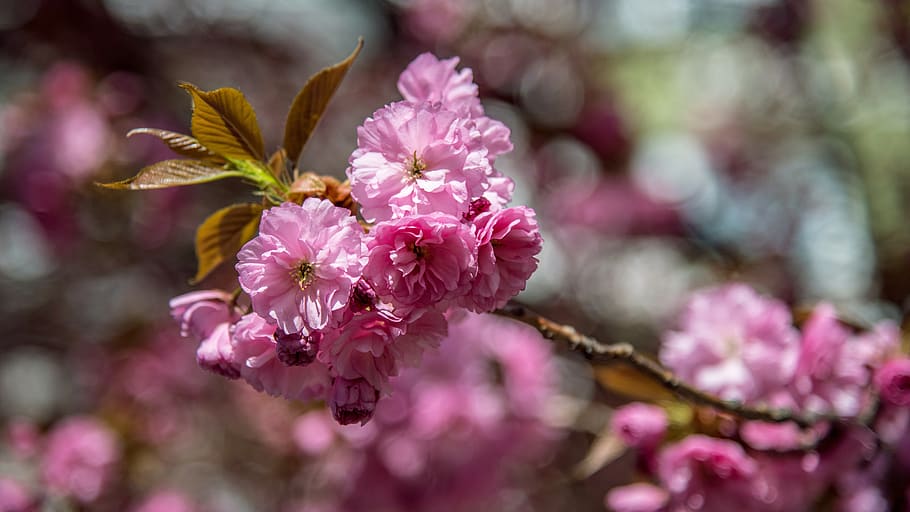 tree, pink, cherry, spring, flower, branch, colors, nature HD wallpaper