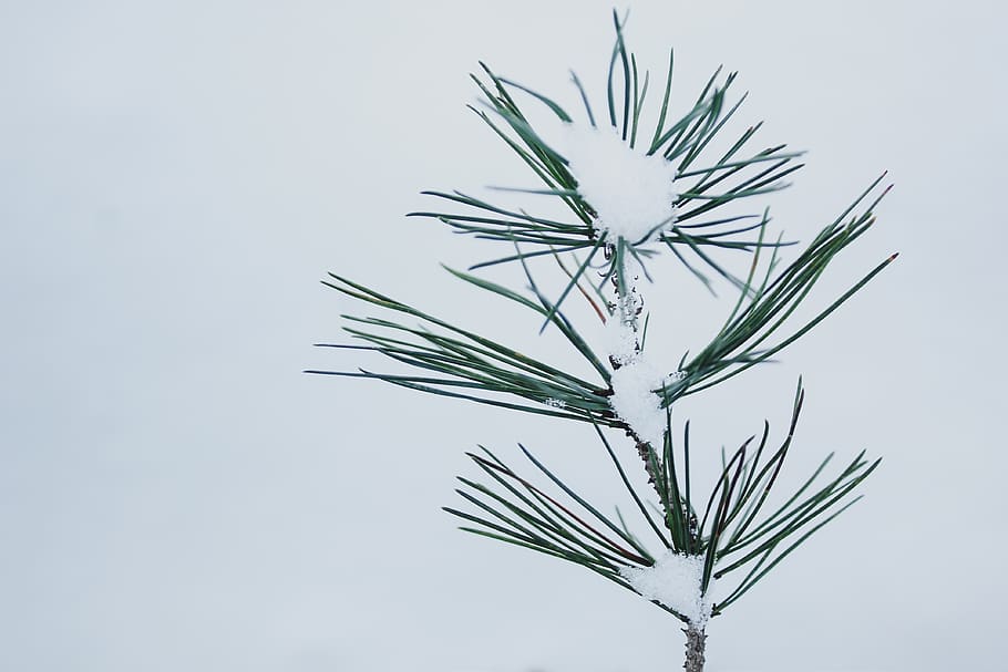 Snow Covered Plant, snowcapped, tree, winter, nature, no people HD wallpaper