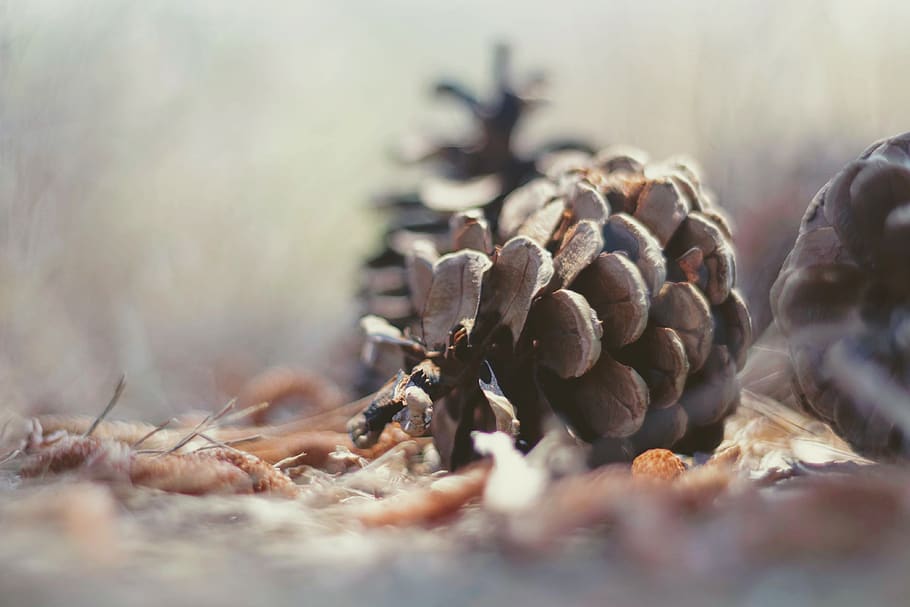 tree, plant, flora, conifer, pine cone, spruce, nature, leaf HD wallpaper