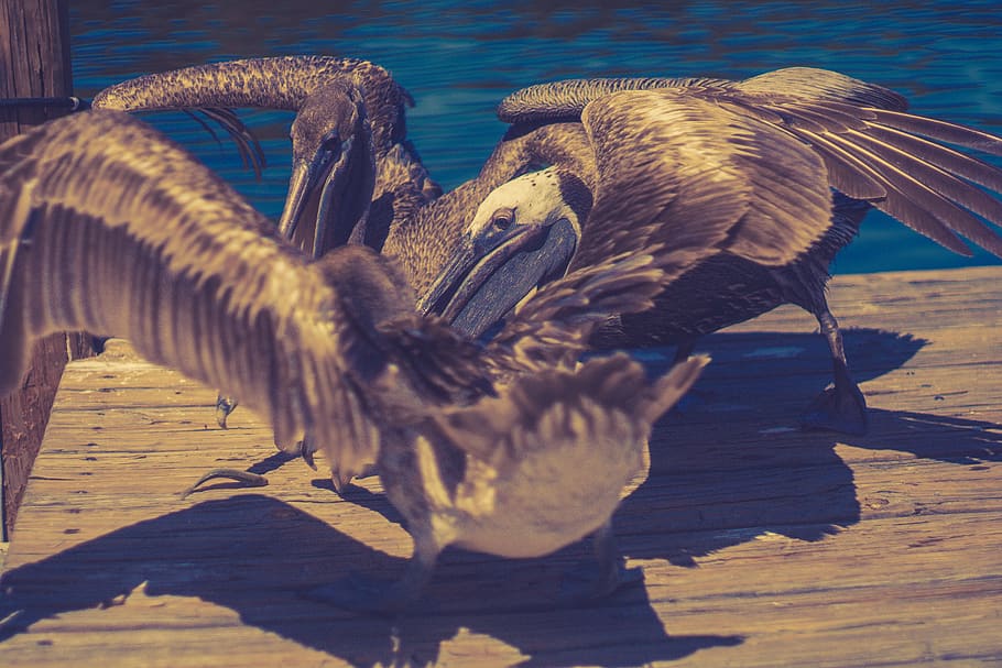 pelicans, bird, birds, predator, prey, fish, raptors, attack, HD wallpaper
