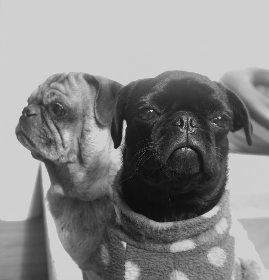 mexico, mérida, portrait, sitting, black, pets, small, dog HD wallpaper