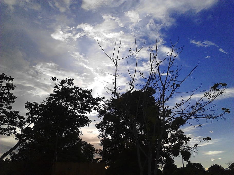 branches, clouds, evening, leaves, nature, sky, sunset, trees HD wallpaper
