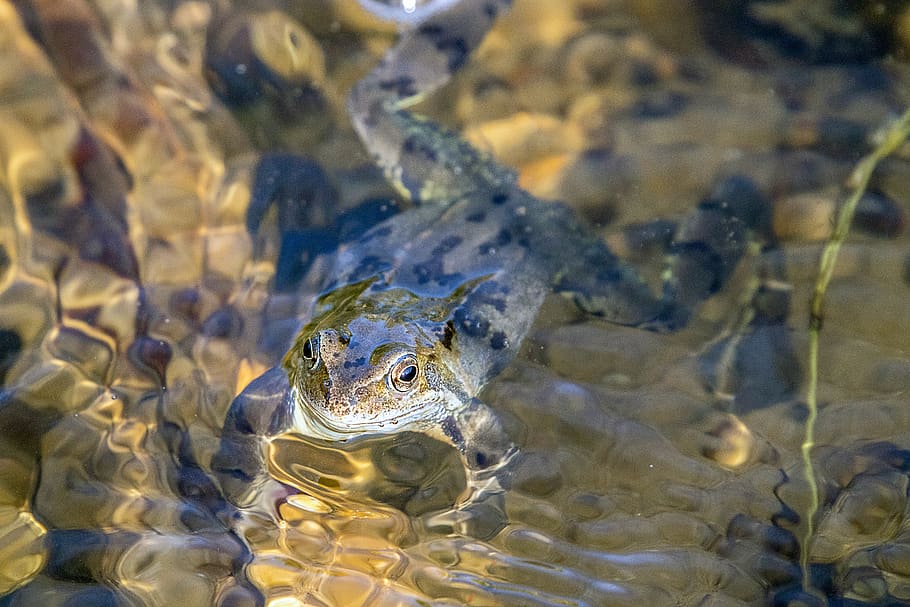 frog, water, pond, smile, legs, sunny, shiny, animal, amphibian HD wallpaper