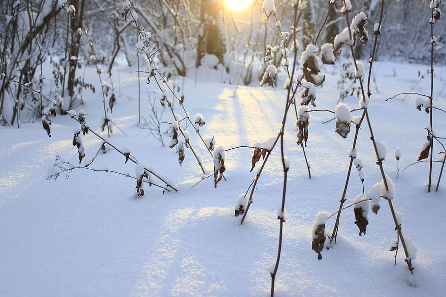 winter, cold, white, park, outdoor, nature, bush, bushes, tree HD wallpaper