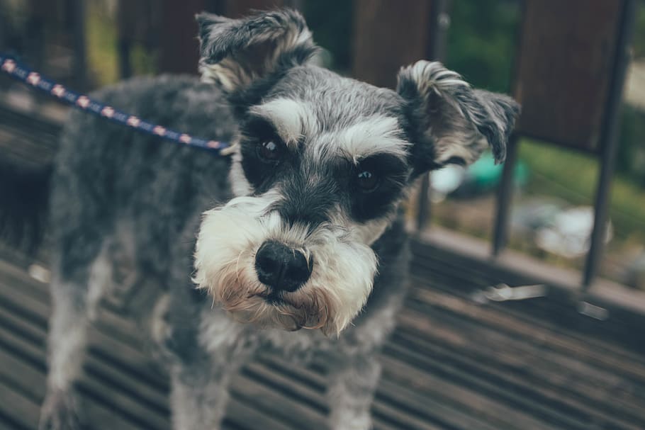 dog, Schnauzer, snapshot, domestic, mammal, canine, one animal, HD wallpaper