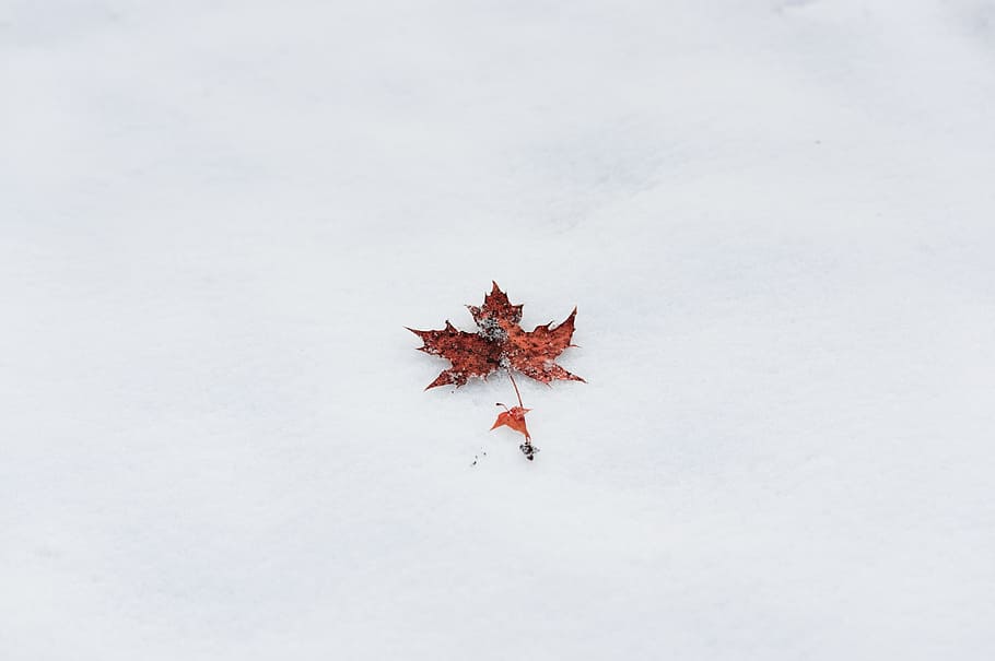 leaf, leave, winter, ice, snow, frozen, white, plant, fallen HD wallpaper