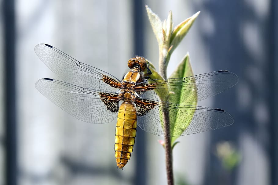 yellow dragonfly, animal, animal themes, invertebrate, insect HD wallpaper