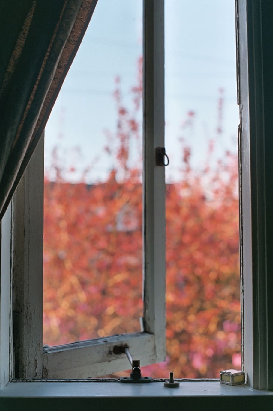 united states, seattle, spring, window, curtain, cherry, film HD wallpaper