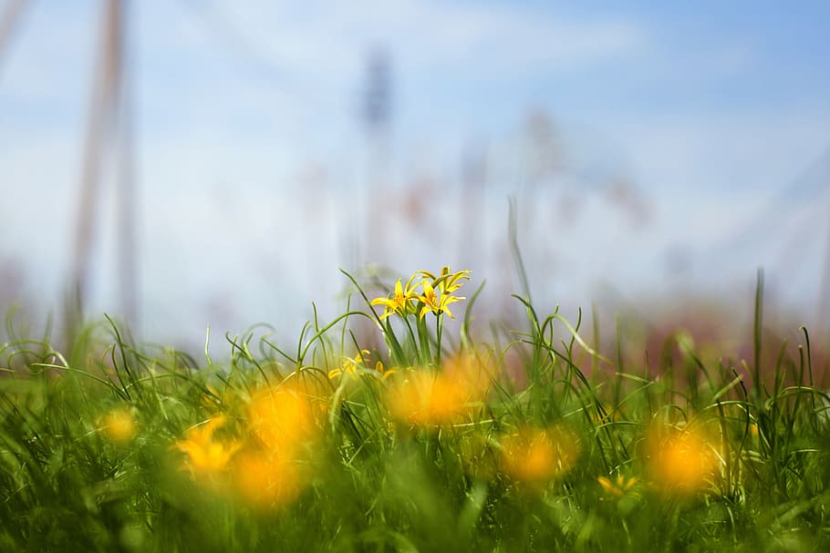grass, nature, field, haymaking, summer, flower, landscape HD wallpaper