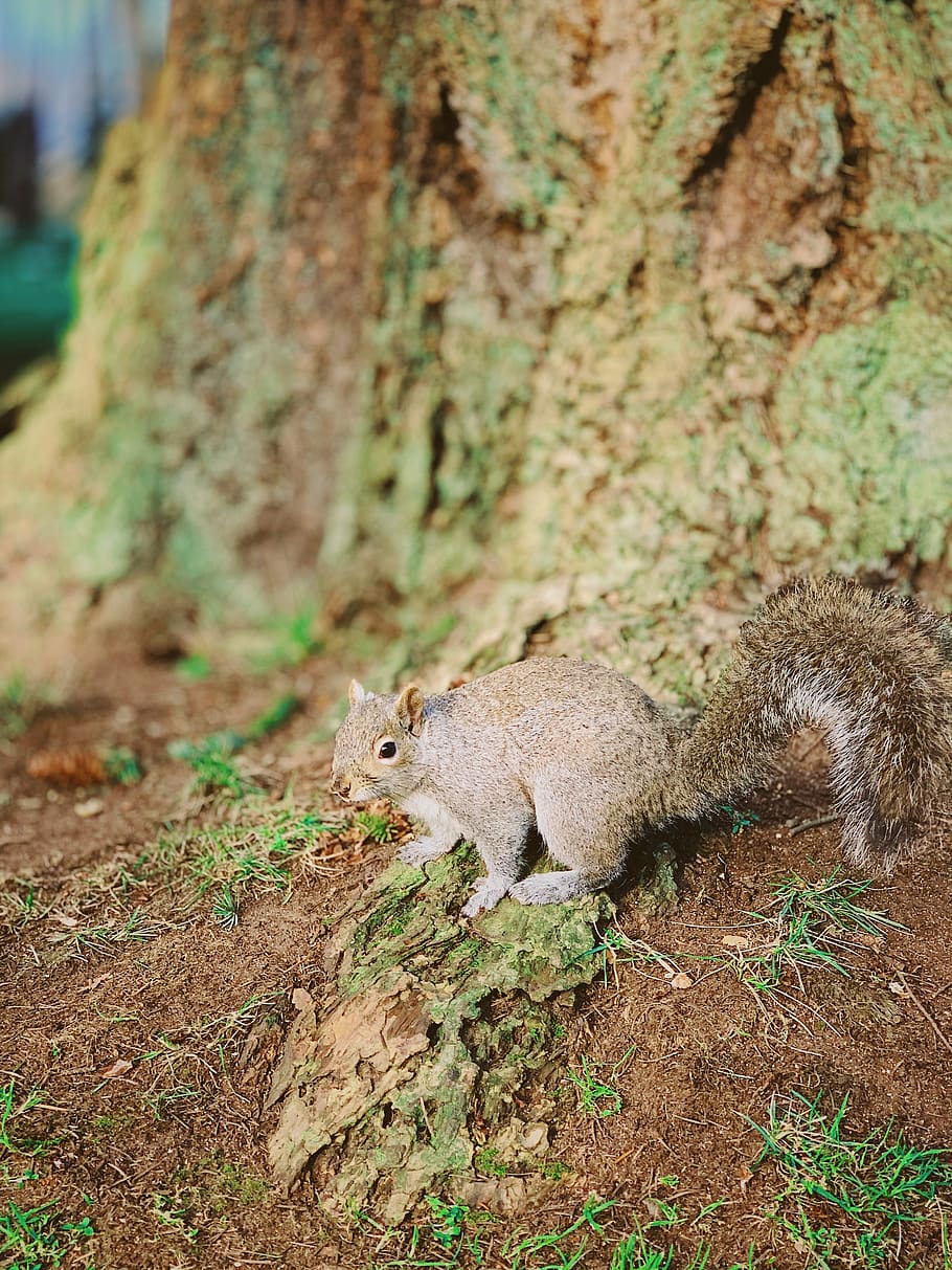 gray and brown squirrel, mammal, animal, rodent, canada, athletic green HD wallpaper