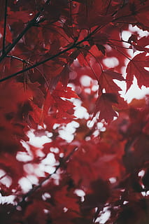 red maple tree, branch, leaf, bokeh, blur, macro, moody, dark HD wallpaper