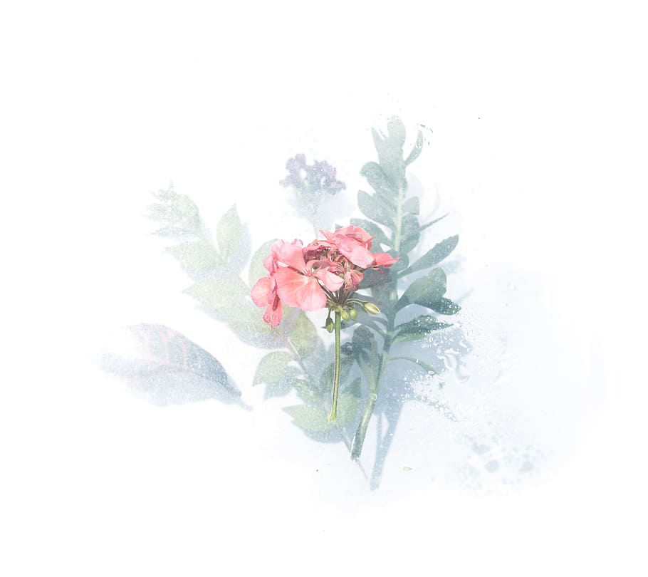 pink petaled flower digital wallpaper, drawing, art, painting