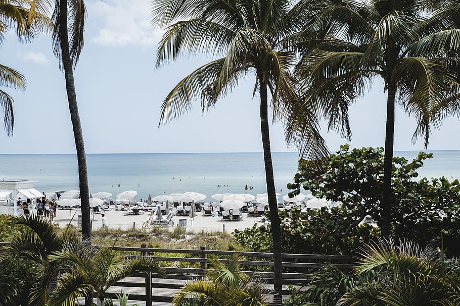 cottages on beach shore, summer, palm tree, plant, arecaceae HD wallpaper