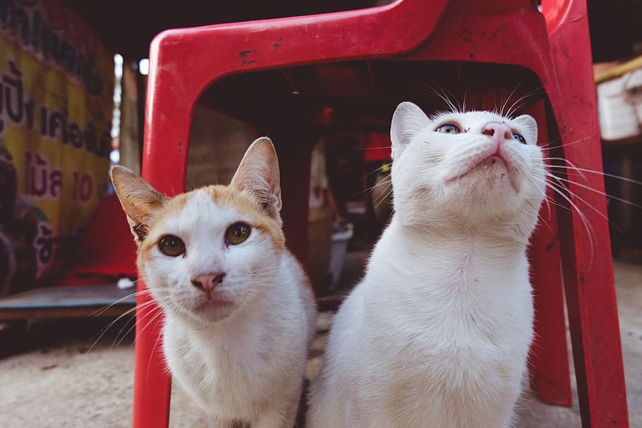 two white cats sitting under red monobloc chair, animal, mammal