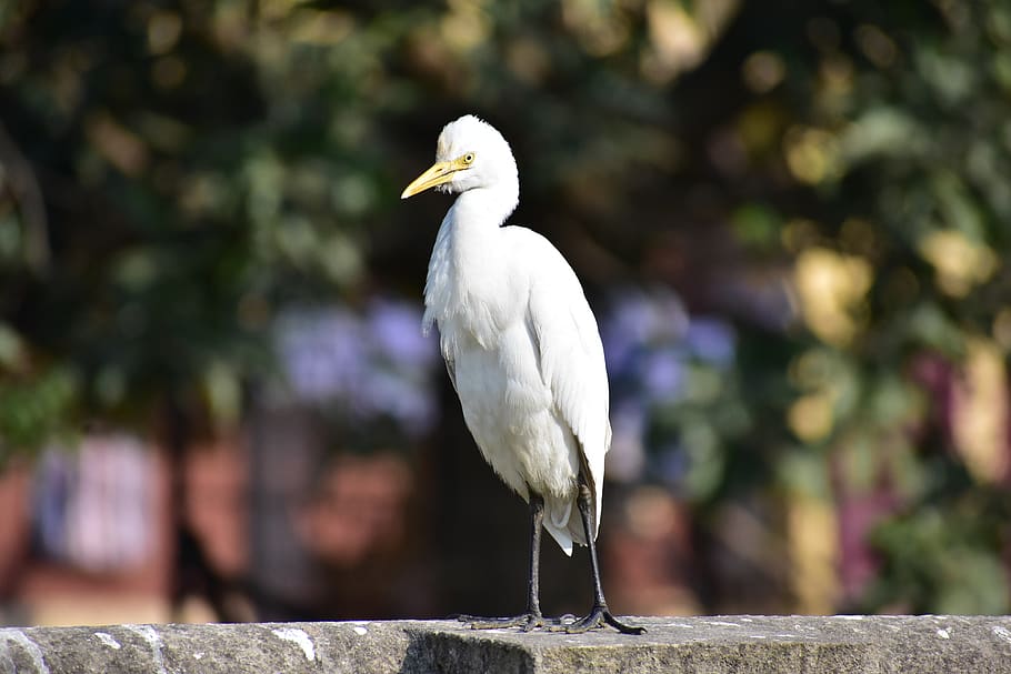 bird, close up, focus, heron, indian heron, white bird, animal themes HD wallpaper