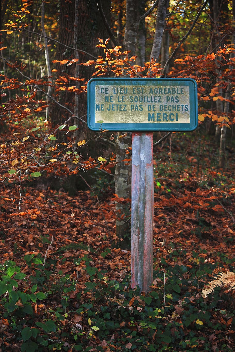 plant, tree, leaf, ground, symbol, france, occitanie, sign HD wallpaper