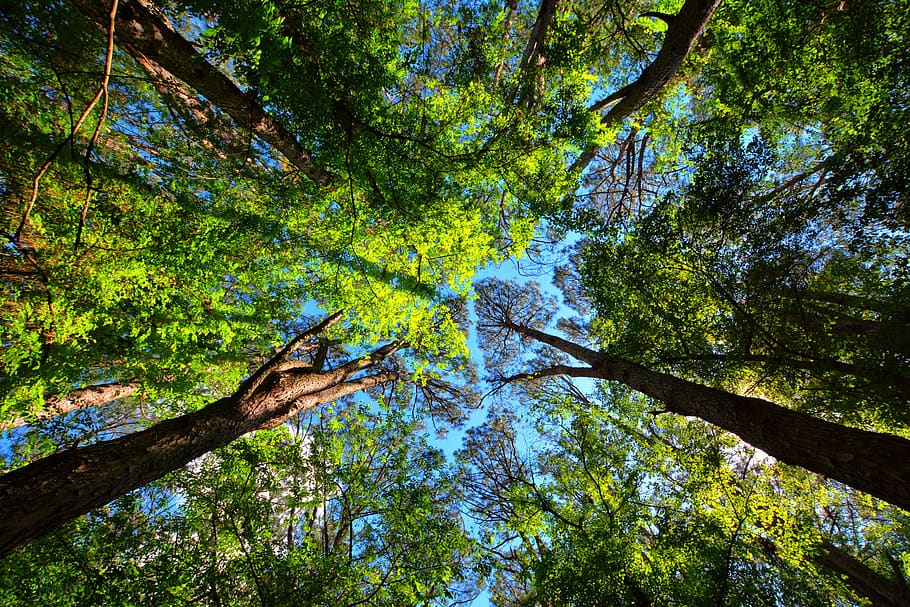 trees, cup, nature, landscape, forest, plant, green color, low angle view HD wallpaper