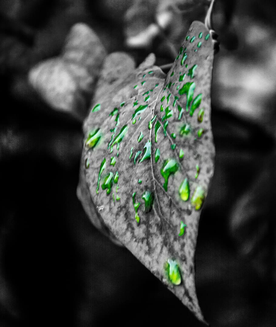 lithuania, green, vivid, macro, nikon, tree, water, leaf, drops HD wallpaper