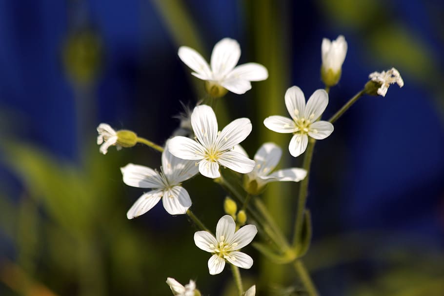 flowers, grass, bloom, blue, white flowers, closeup, flora HD wallpaper