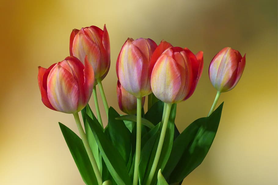 flowers, strauss, tulips, spring, bukeh, red white, bi color, HD wallpaper