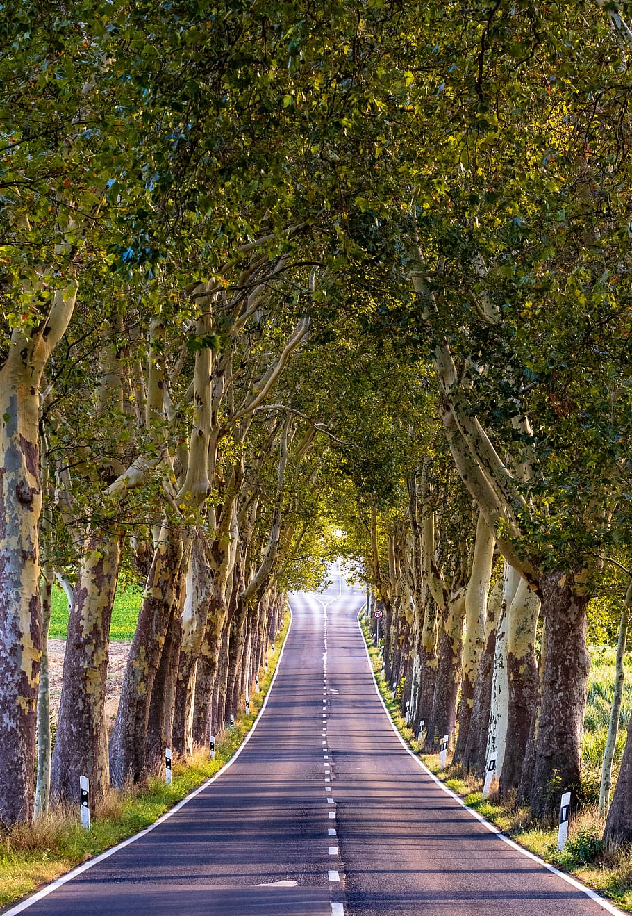 avenue, trees, nature, landscape, away, tree lined avenue, road