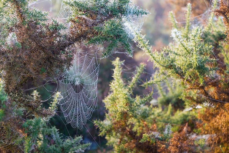 web, cobweb, dewdrop, autumn, spiderweb, lichtspiel, cobwebs HD wallpaper