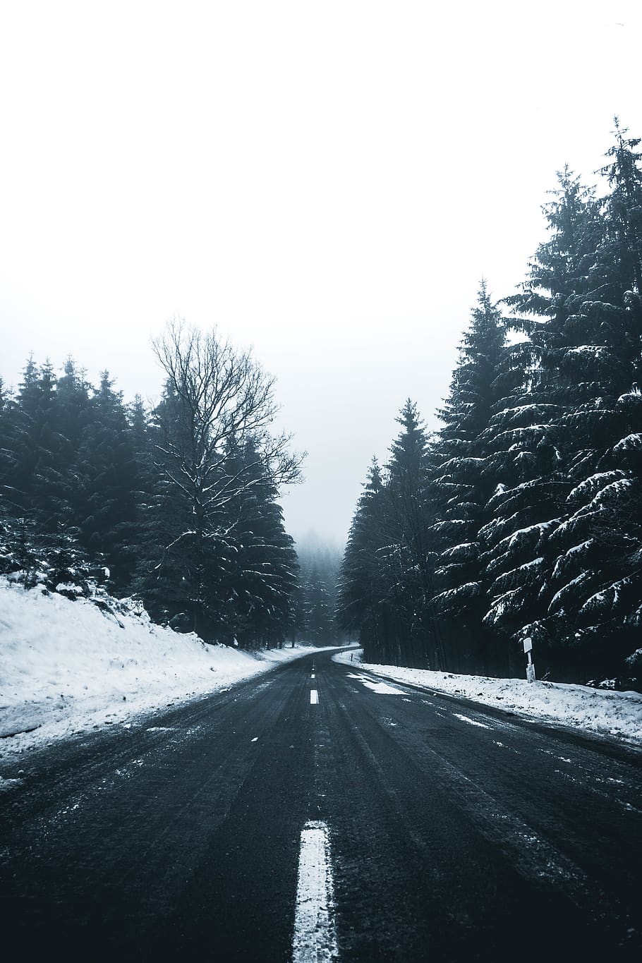 pine trees beside empty road, snow, cold temperature, winter HD wallpaper