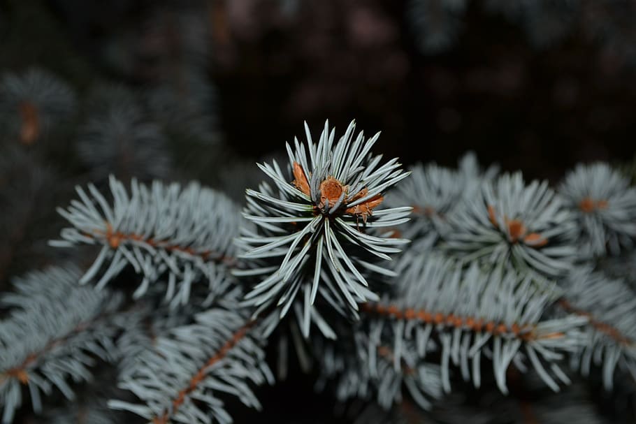 spruce, needles, tree, branch, green, nature, plant, close-up HD wallpaper