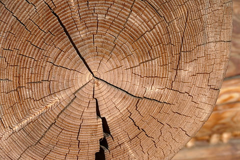 tree, wood, tree jar, cross section, forest, log, texture, pattern HD wallpaper