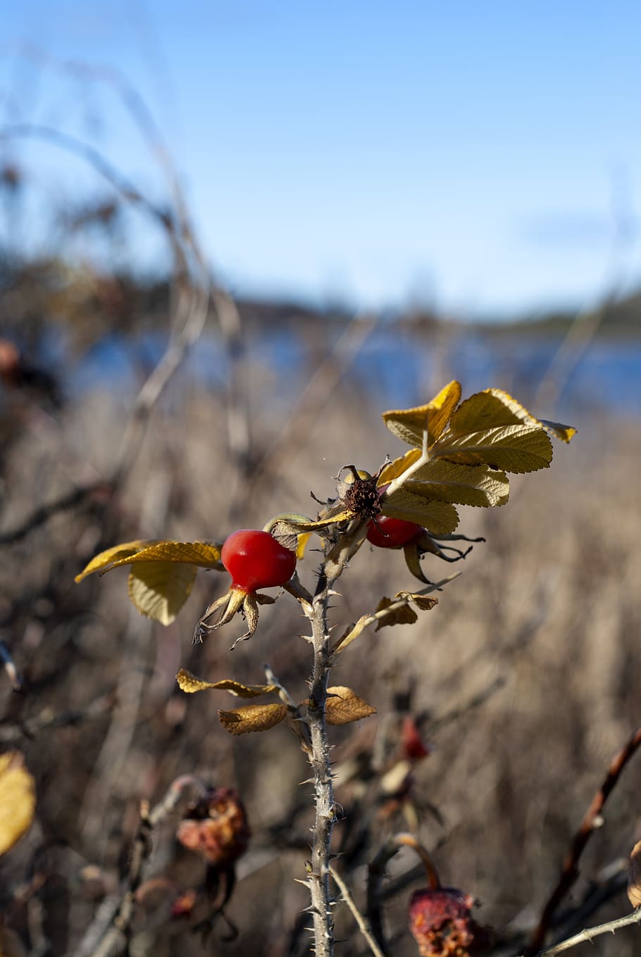 rose hips, wild, nature, plant, fruit, leaf, autumn, red, a withered leaf, HD wallpaper