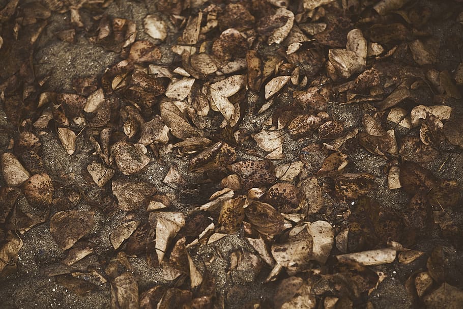 dead, beach, leaves, fall, brown, vintage, nature, background HD wallpaper