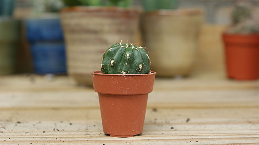 cactus, small, green, vegetable, thorns, plant, pot, prickly HD wallpaper