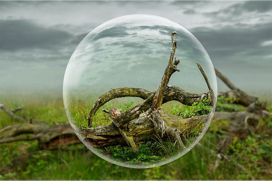 globe, tree, ground, wood, light, sky, dead tree, snowglobe HD wallpaper