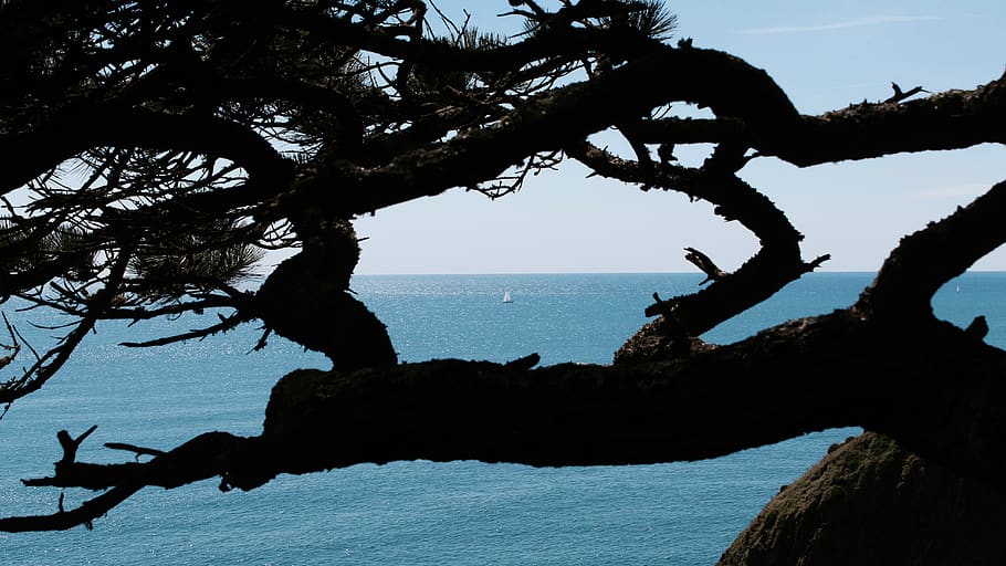sea, water, sky, tree, nature, tranquility, beauty in nature HD wallpaper