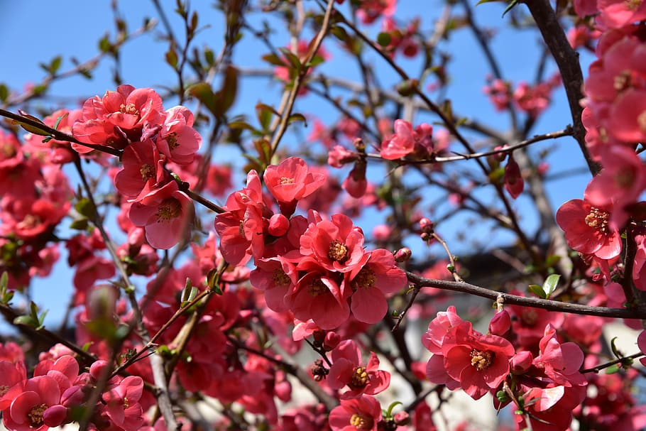 spring, flowers, garden, bush, chaenomeles, red, sky, flowering plant HD wallpaper