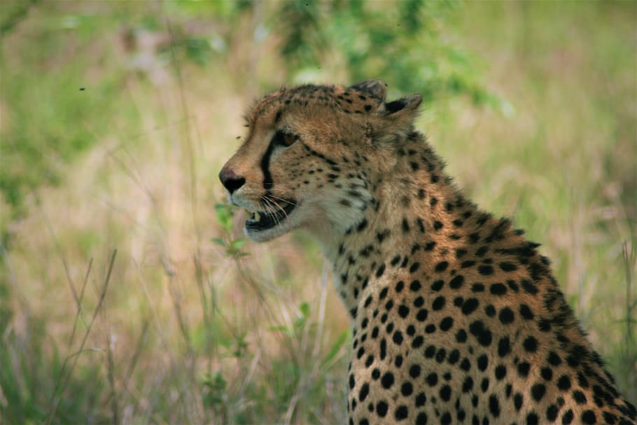 jaguar sitting on grass, cheetah, animal, wildlife, mammal, panther, HD wallpaper