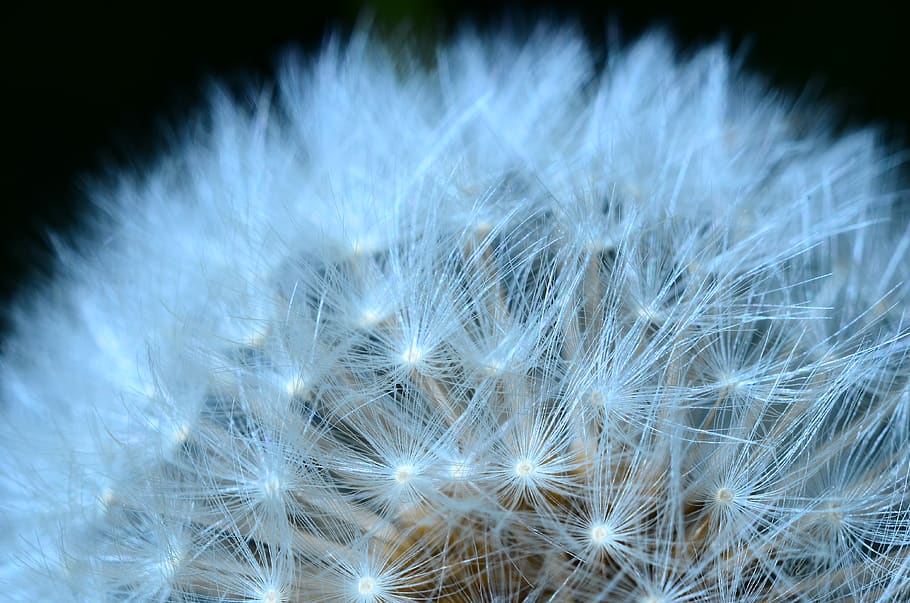 united states, bothell, dandelion, macro, fuzzy, wish, white color HD wallpaper