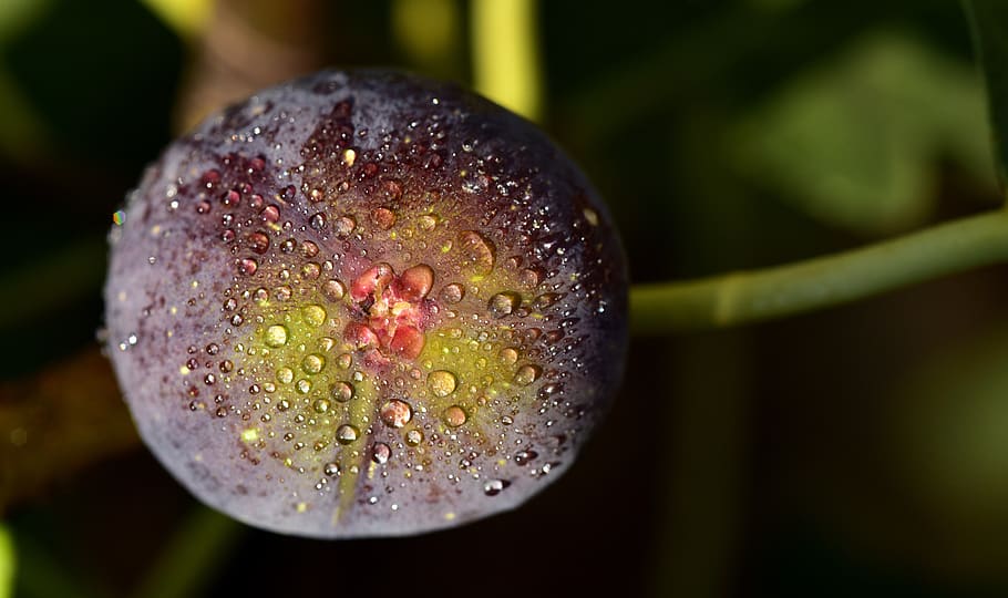 fig, blue, fig tree, close up, ripe, delicious, eat, fruit HD wallpaper