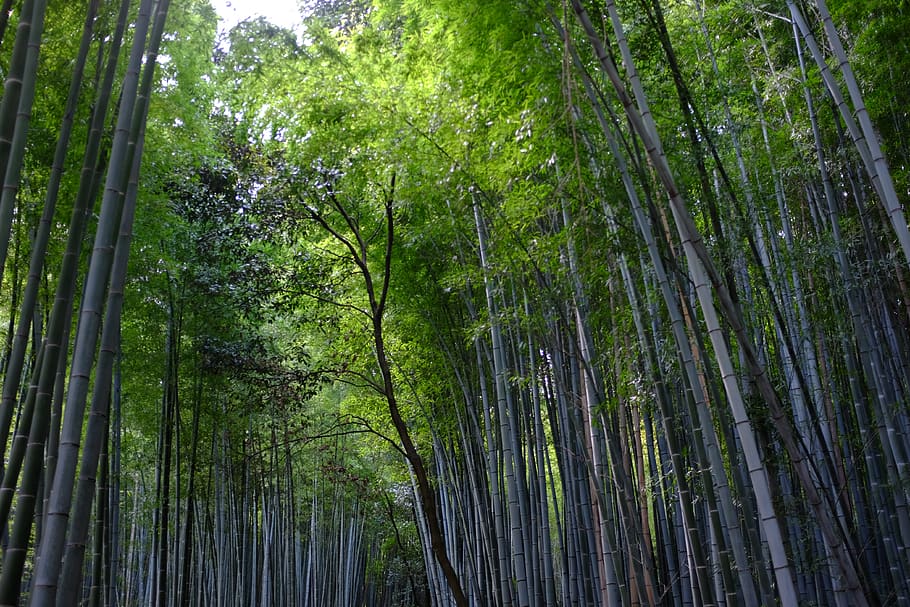 HD wallpaper: japan, kyoto prefecture, bamboo, forest, green, tree, plant - Wallpaper Flare