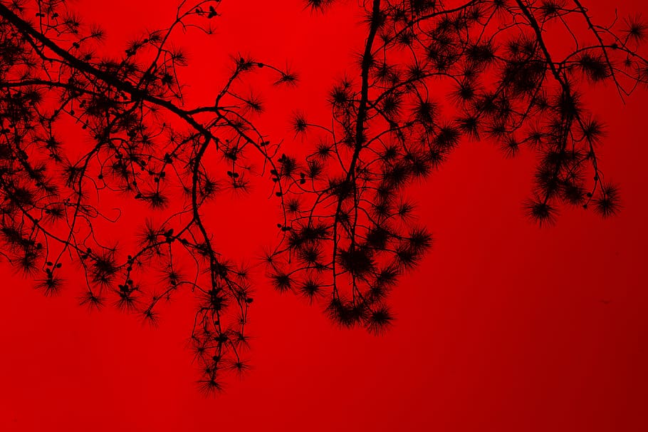 Silhouette Of Tree Branches, backlit, color, colour, low angle shot HD wallpaper