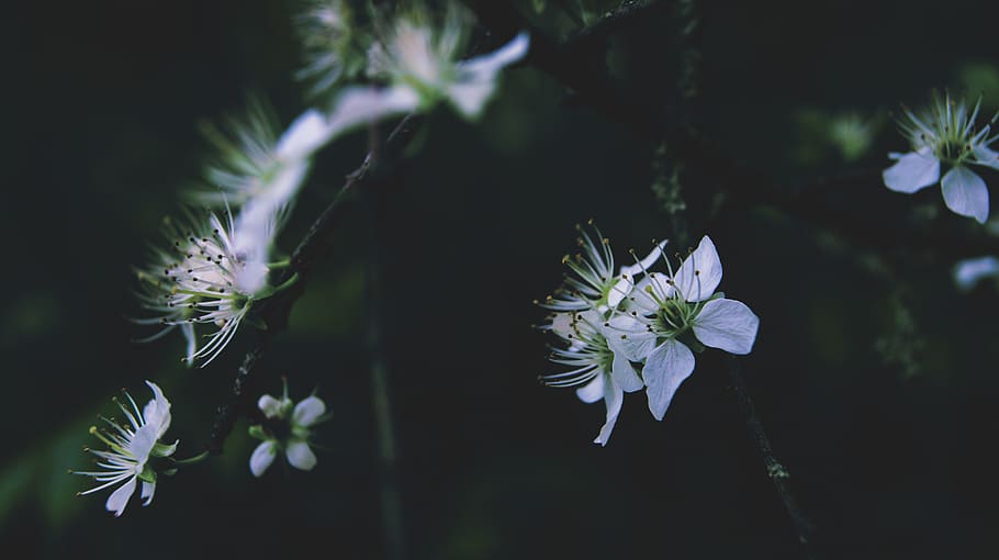 Close-Up Photography of Flowers, beautiful, bloom, blooming, blur HD wallpaper