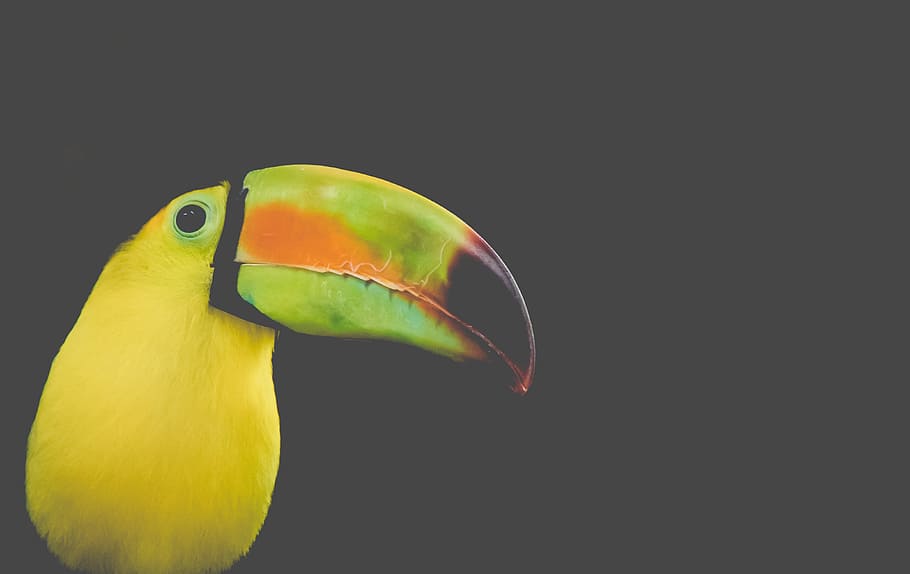 Black and Yellow Long-beak Bird Photo, animal, avian, beautiful, HD wallpaper