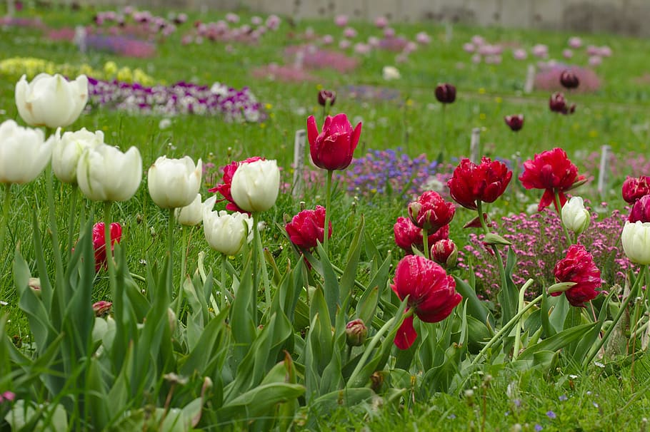 tulips, red, white, spring, nature, coloring, blooming, flower HD wallpaper